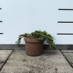 Borievka rozprestretá (Juniperus horizontalis) ´PANCAKE´ -  ø 5-10 cm, kont.C2L